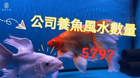 魚的數量 風水|養魚招財：最佳魚隻數量